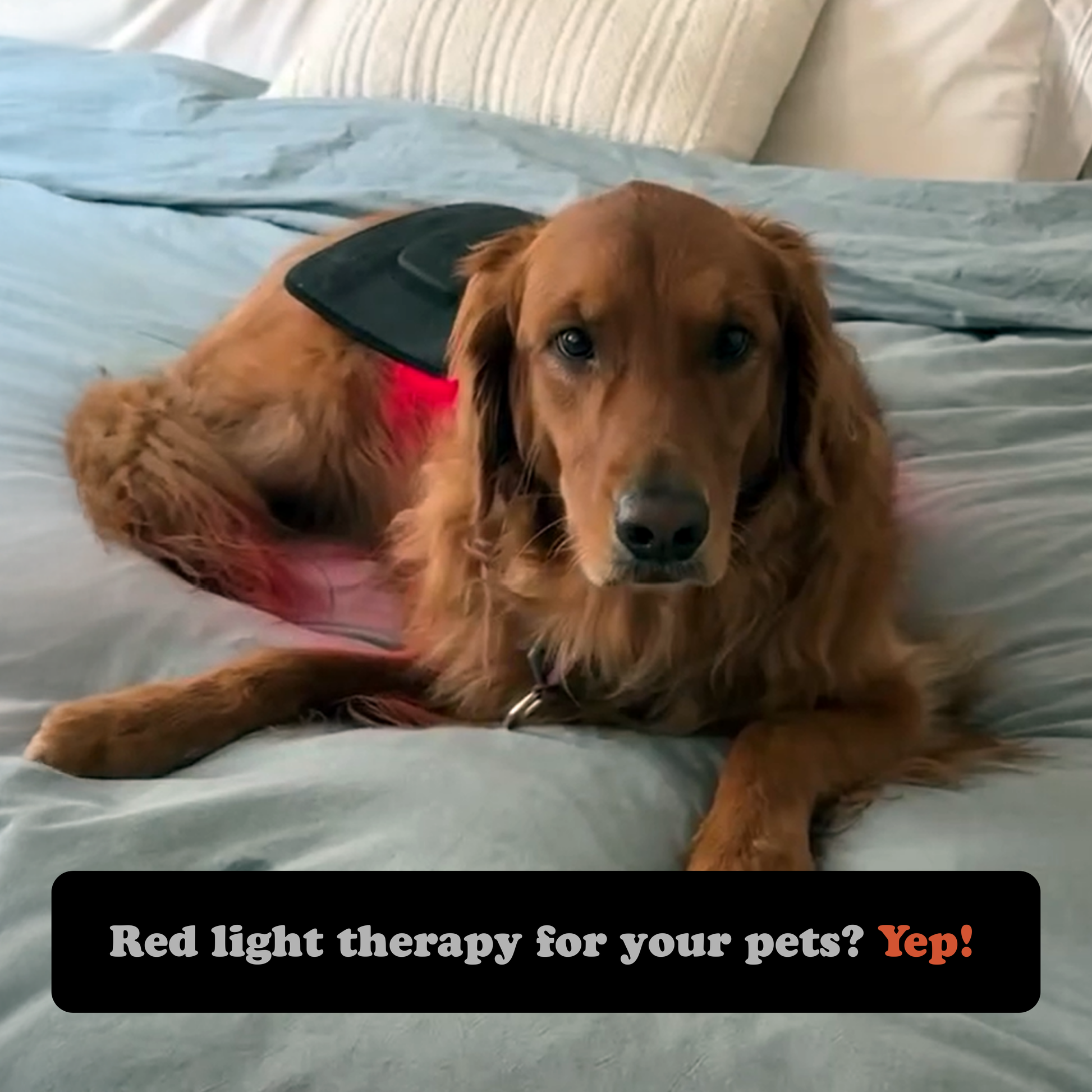 Dog using a Fringe red light therapy wrap on a bed