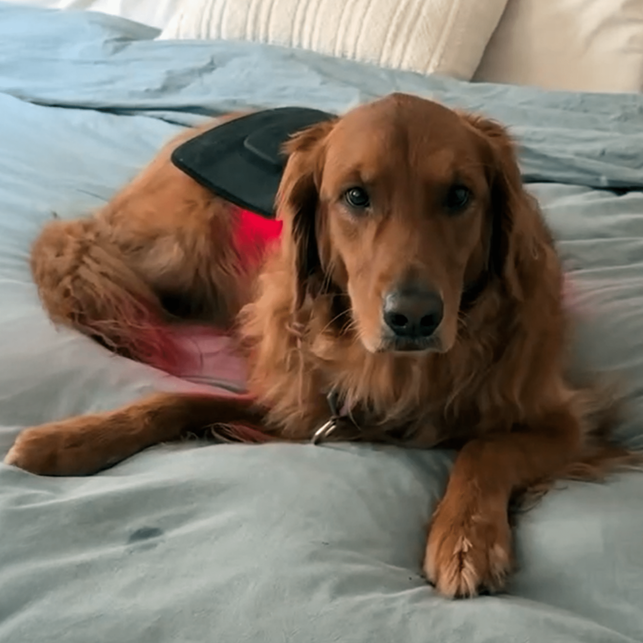 Red Light Therapy Clinical Pad - Fringe