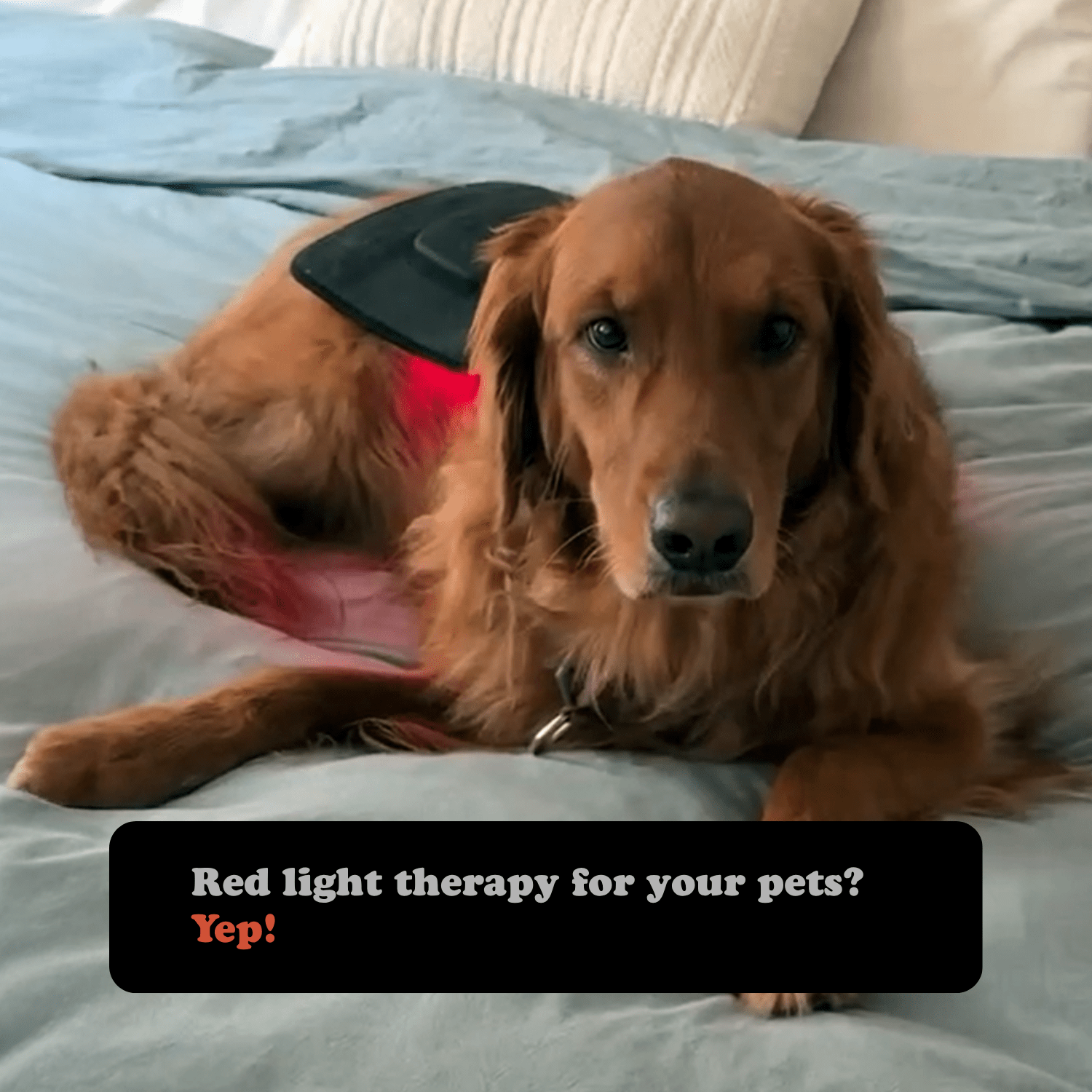 Red Light Therapy Clinical Pad - Fringe