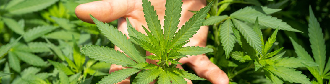 thc-is-legal-or-not